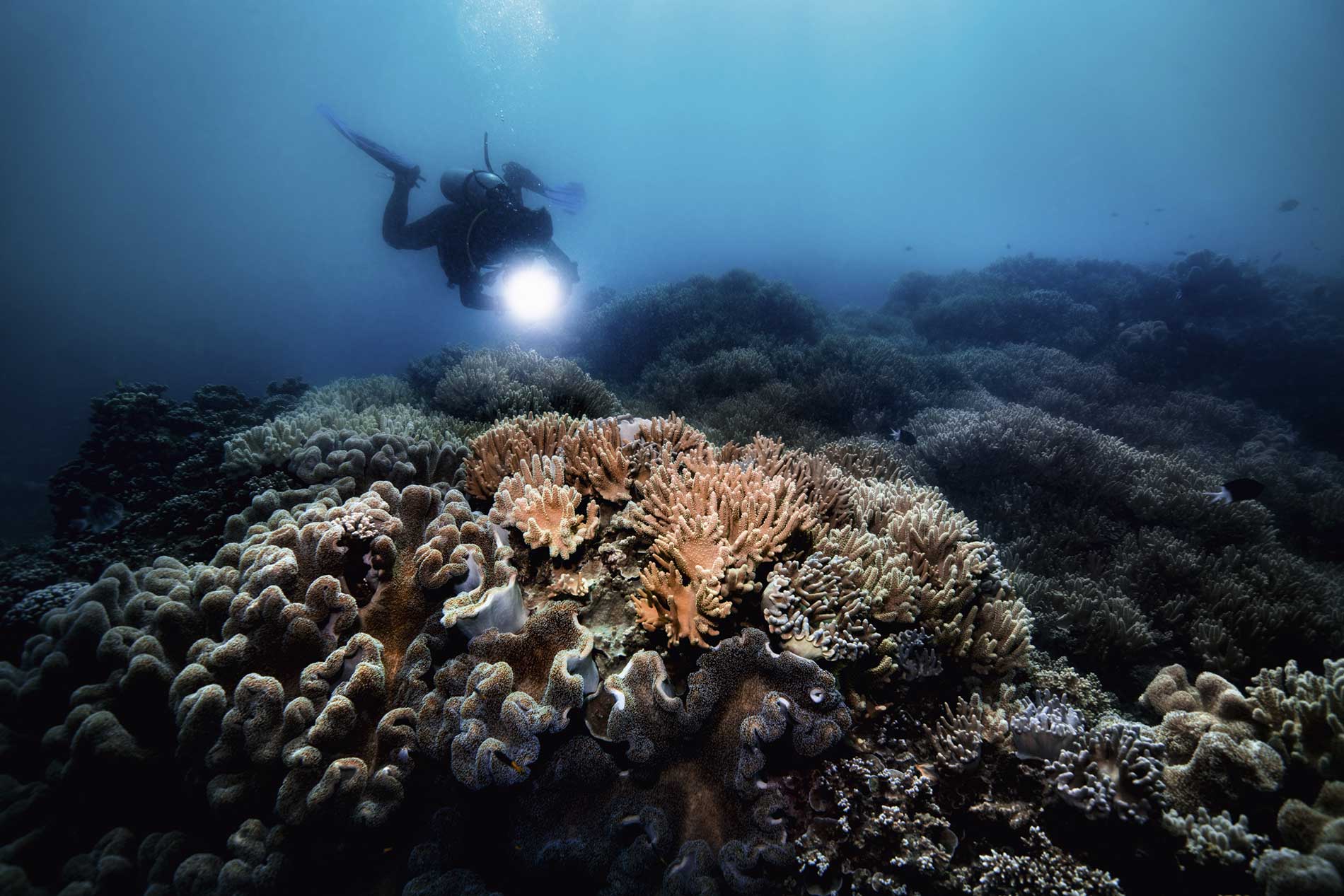 Oris Great Barrier Reef Limited Edition III